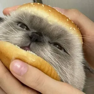 🍔 고양이, 버거, 동물, 음식, 귀여운 telegram sticker