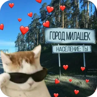 🫥 Beluga Discord ГОРОД МИЛАШЕК НАСЕЛЕНИЕ: ТЫ cat, meme, hearts, cute, cool, sunglasses, beluga, love telegram sticker