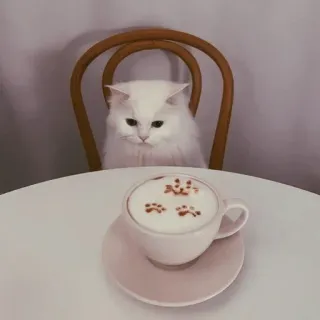 @Justdailythings || Cats 💗                                  . — telegram stickers