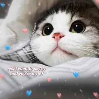❤️ i just want to say ily and you're my #1 chat, amour, mignon, animal, animal de compagnie, coeur telegram sticker