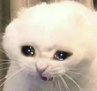 🌟 chat, triste, pleurer, chat blanc, mème, animal telegram sticker