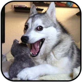 😄 dog, husky, animal, cute, happy telegram sticker