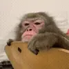 🐵