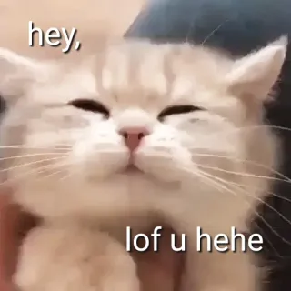 🖇 hey, lof u hehe gato, gatito, lindo, mascota, animal, gracioso whatsapp sticker