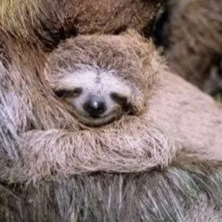 ❤️ bradipo, bradipo neonato, animale, carino, fauna selvatica, mammifero telegram sticker