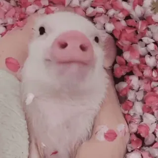 🐽 whatsapp sticker