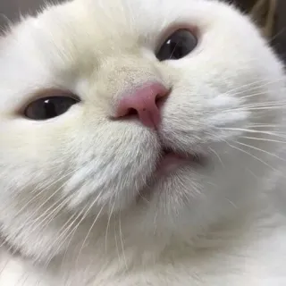 😂 gatto, gatto bianco, animale domestico, animale, carino, divertente telegram sticker