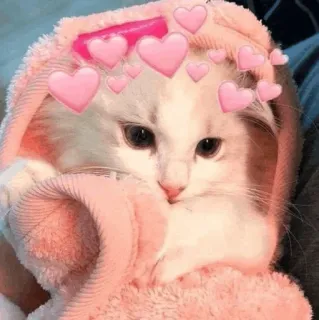 💕 gatto, cuori, carino, animale, animale domestico telegram sticker