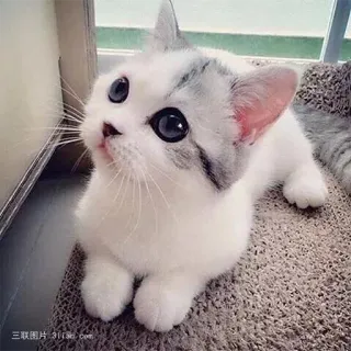 😇 gato, gatito, lindo, mascota, animal, doméstico telegram sticker