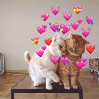 ❤️ cats, hearts, love, friendship, cute, animals telegram sticker