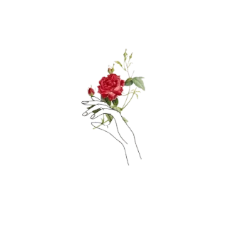 🥀 flor, rosa, mano, ramo, floral, naturaleza, rojo whatsapp sticker