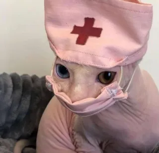 😷 chat, chat sphynx, infirmière, masque, animal de compagnie, animal, mignon telegram sticker