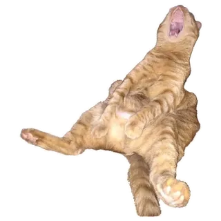 😸 chat, bâillement, animal, orange, animal de compagnie, félin telegram sticker