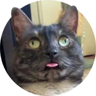 😝 gato, animal, animal de estimação, língua, engraçado, fofo whatsapp sticker