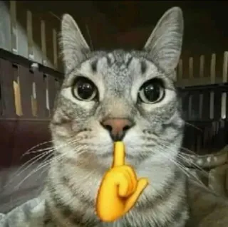 🤫 gatto, shhh, silenzio, animale, carino telegram sticker