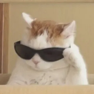 😾 猫, サングラス, かっこいい, ペット, 動物, 飼い猫 telegram sticker