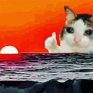 😭 kucing, lautan, matahari terbenam, jempol ke atas, meme telegram sticker
