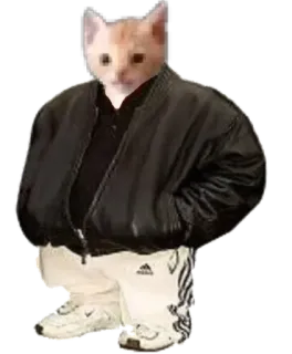 👀 cat, meme, animal, jacket, funny, humor telegram sticker
