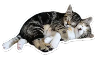 💛 고양이, 새끼 고양이, 자는, 동물, 귀여운 telegram sticker