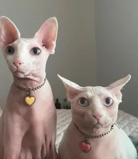 👑 gatos, sphynx, animais de estimação, sem pelo, fofo, animais telegram sticker