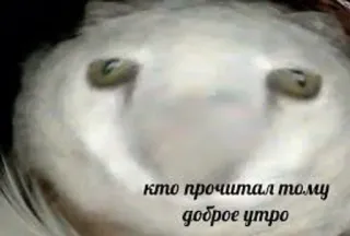 🌞 кто прочитал тому доброе утро zwierzę, sowa, mem, tekst, dzień dobry telegram sticker