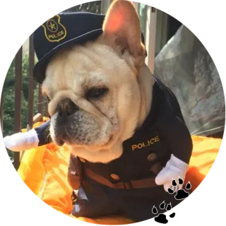 👀 Hund, Polizei, Beamter, Uniform, Französische Bulldogge, Tier whatsapp sticker