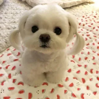 ☺️ dog, maltese, puppy, cute, animal, pet, white telegram sticker