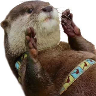 🤚 выдра, животное, милый, млекопитающее, дикая природа telegram sticker