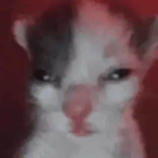 🤩