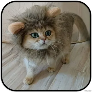 👀 chat, lion, animal de compagnie, chaton, animal, mignon, félin whatsapp sticker