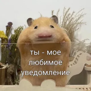 🐹 Ты - мое любимое уведомление ハムスター, 可愛い, 動物, ペット, 通知, 愛 whatsapp sticker