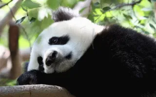 😞 panda, animal, cute, nature, wildlife, mammal telegram sticker
