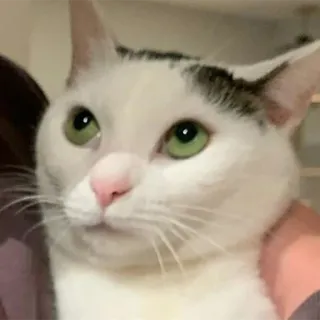 🥺 gatto, animale, animale domestico, gatto domestico, gatto bianco telegram sticker