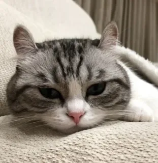 😔 cat, animal, domestic, feline, mammal whatsapp sticker
