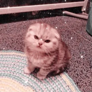 🐱 Katze, Kätzchen, süß, Haustier, Tier, Scottish Fold telegram sticker