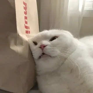 🐱 muji telegram sticker