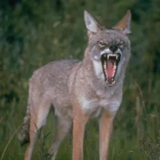 💢 coyote, animale, fauna selvatica, natura, canino, mammifero telegram sticker