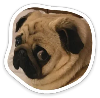 😒 dog, pug, animal, pet, cute, funny telegram sticker