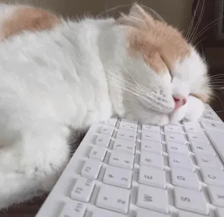 🍣 猫, 睡眠, キーボード, 可愛い, 動物, ペット telegram sticker