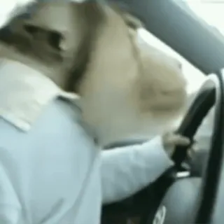 🚗 animale, cane, guida, auto, umorismo, meme whatsapp sticker