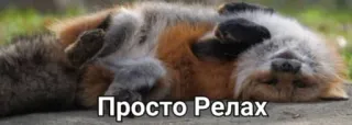 🛀 Просто Релах raposa, relaxar, animal, fofo, deitado telegram sticker