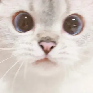 🙁 cat, cute, animal, eyes, domestic, pet whatsapp sticker
