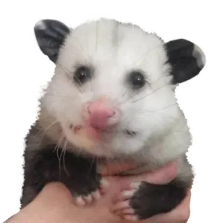 🤩 Opossum, Tier, Säugetier, Beuteltier, süß, Wildtier whatsapp sticker