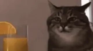 😕 cat whatsapp sticker