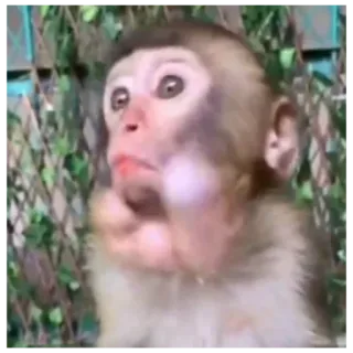😯 aap, dier, wilde dieren, primaat, schattig, lief whatsapp sticker