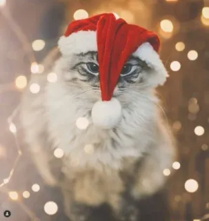 🤩 cat, santa hat, christmas, holiday, festive, animal, pet, cute telegram sticker