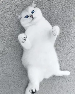🌝 gato, gato branco, olhos azuis, fofo, animal, animal de estimação, animal doméstico whatsapp sticker