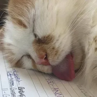 😵 고양이, 자는, 혀, 애완동물, 애완동물, 낮잠 telegram sticker