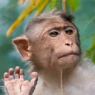 😕 scimmia, animale, primate, mano, carino, fauna selvatica telegram sticker