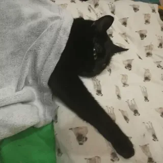 😴 cat, pet, blanket, black cat telegram sticker